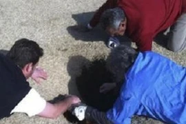 Hy hữu: Bị hố tử thần nuốt chửng khi đang chơi golf