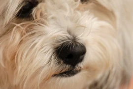 Ngủ nude, bị chó cưng đớp mất “của quý"