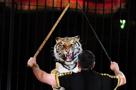 Đi vệ sinh, gặp ngay… hổ sổng chuồng