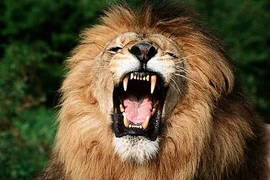 Bị sư tử vồ trong lúc đang ân ái với bạn trai