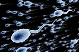 “Con giống” khỏe nhất khi nào?