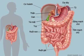 Những cách tăng cường sức khỏe đường ruột