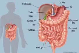 Những cách tăng cường sức khỏe đường ruột