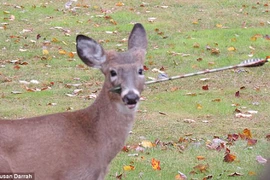 Chú nai vẫn sống dù bị mũi tên cắm xuyên qua đầu