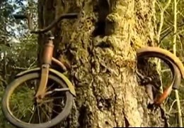 Kỳ lạ: Thân cây nuốt chửng xe đạp suốt 50 năm qua