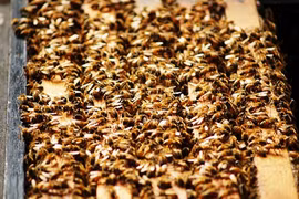 Phát hiện hơn 40.000 con ong sống trong tường phòng ngủ 