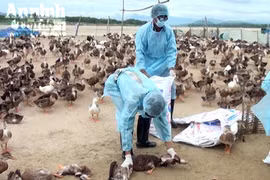 Quảng Ngãi: Phát hiện đàn vịt nhiễm cúm A/H5N6