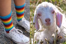 Tất đi cả năm không hôi