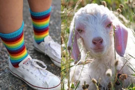 Tất đi cả năm không hôi