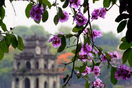 "Hồn" Hà Nội qua những mùa hoa