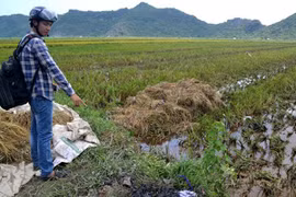 Sét đánh khiến 6 người thương vong tại Hải Phòng