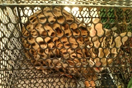 Bẫy chuột bắt được mèo rừng Châu Phi cực hiếm