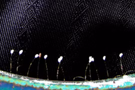 Lại xuất hiện loài hoa 3.000 năm nở một lần