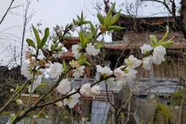 Cuộc hẹn ngọt ngào giữa thiên đường hoa đào Fansipan Legend