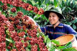 Tháng 3 Tây Nguyên rộn rã với Lễ hội cà phê Buôn Ma Thuột 