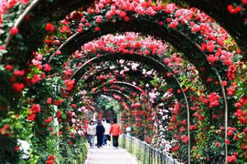 Đảo hoa hồng từ hơn 300 loài hoa sắp xuất hiện tại Hà Nội