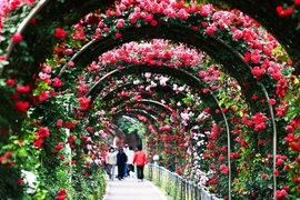 Đảo hoa hồng từ hơn 300 loài hoa sắp xuất hiện tại Hà Nội