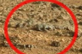 Thằn lằn xuất hiện trên sao Hỏa?