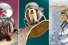 Những bức ảnh độc đáo về côn trùng và giọt nước 