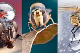 Những bức ảnh độc đáo về côn trùng và giọt nước 