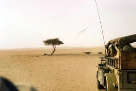 Chuyện đời cây keo cô độc nhất hành tinh