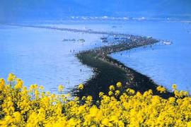 Đến Hàn Quốc, đi bộ giữa biển bao la