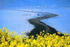 Đến Hàn Quốc, đi bộ giữa biển bao la