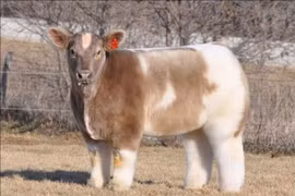 Loài "bò lông" mới xuất hiện tại Mỹ