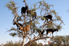 Lạ mắt cảnh cả bầy dê vắt vẻo trên ngọn cây