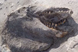 Chụp được ảnh xác "quái vật" dạt vào bờ biển