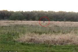 Gặp họ hàng của sinh vật bí ẩn nhất hành tinh