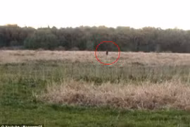 Gặp họ hàng của sinh vật bí ẩn nhất hành tinh