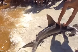 Cá mập sinh con ngay trên bờ biển 