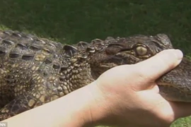 Thợ săn bị cá sấu ngoạm trúng tay