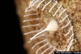 Tổ kén kì lạ tiết lộ về loài sinh vật mới