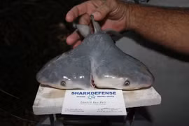 Mỹ: Ngư dân bắt được cá mập bò hai đầu