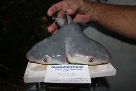 Mỹ: Ngư dân bắt được cá mập bò hai đầu