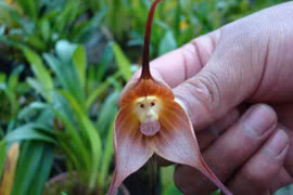 6 loài hoa giống động vật một cách kì lạ