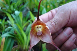 6 loài hoa giống động vật một cách kì lạ