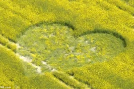 Hình ảnh kỳ lạ trên những cánh đồng