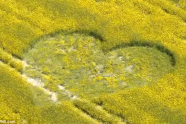 Hình ảnh kỳ lạ trên những cánh đồng