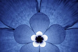 Âm thanh kỳ diệu qua kính vạn hoa