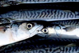 Ăn dầu cá giúp kéo dài tuổi thọ