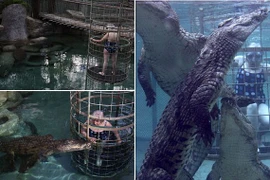 Thản nhiên làm bạn với cá sấu sông Nile