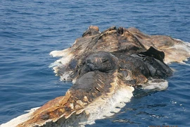 Phát hiện xác cá voi lênh đênh trên biển