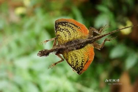 Thú vị loài thằn lằn biết bay ở Đông Nam Á