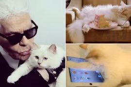 Nhà thiết kế thời trang nổi tiếng muốn kết hôn với ... mèo