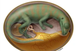 Phôi thai khủng long biết di chuyển như chim