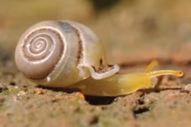 Thái Lan: Phát hiện loại ốc sên "cầu vồng"