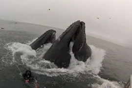 Giây phút đối mặt với tử thần nặng 40 tấn.